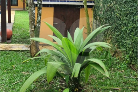 Casa Térrea à venda com 4 quartos, sendo 3 suítes, em Sertão do Piavu, São Sebastião, SP