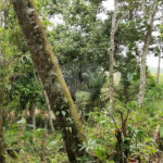 Terreno à venda em Vila Moraes, Mogi das Cruzes, SP
