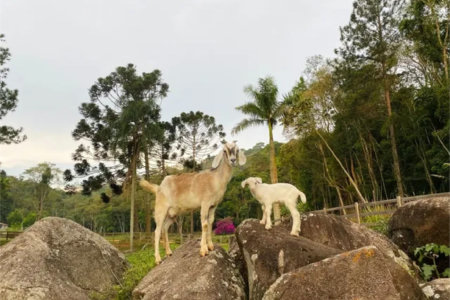 Fazenda à venda com 8 quartos em Do Carmo (canguera), São Roque, SP