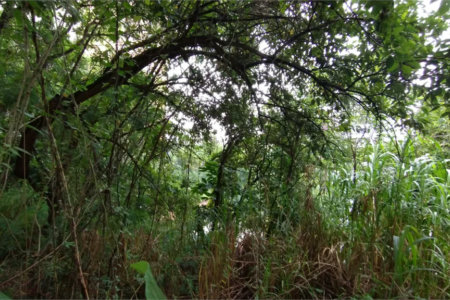 Terreno à venda em Vila Suzana, São Paulo, SP