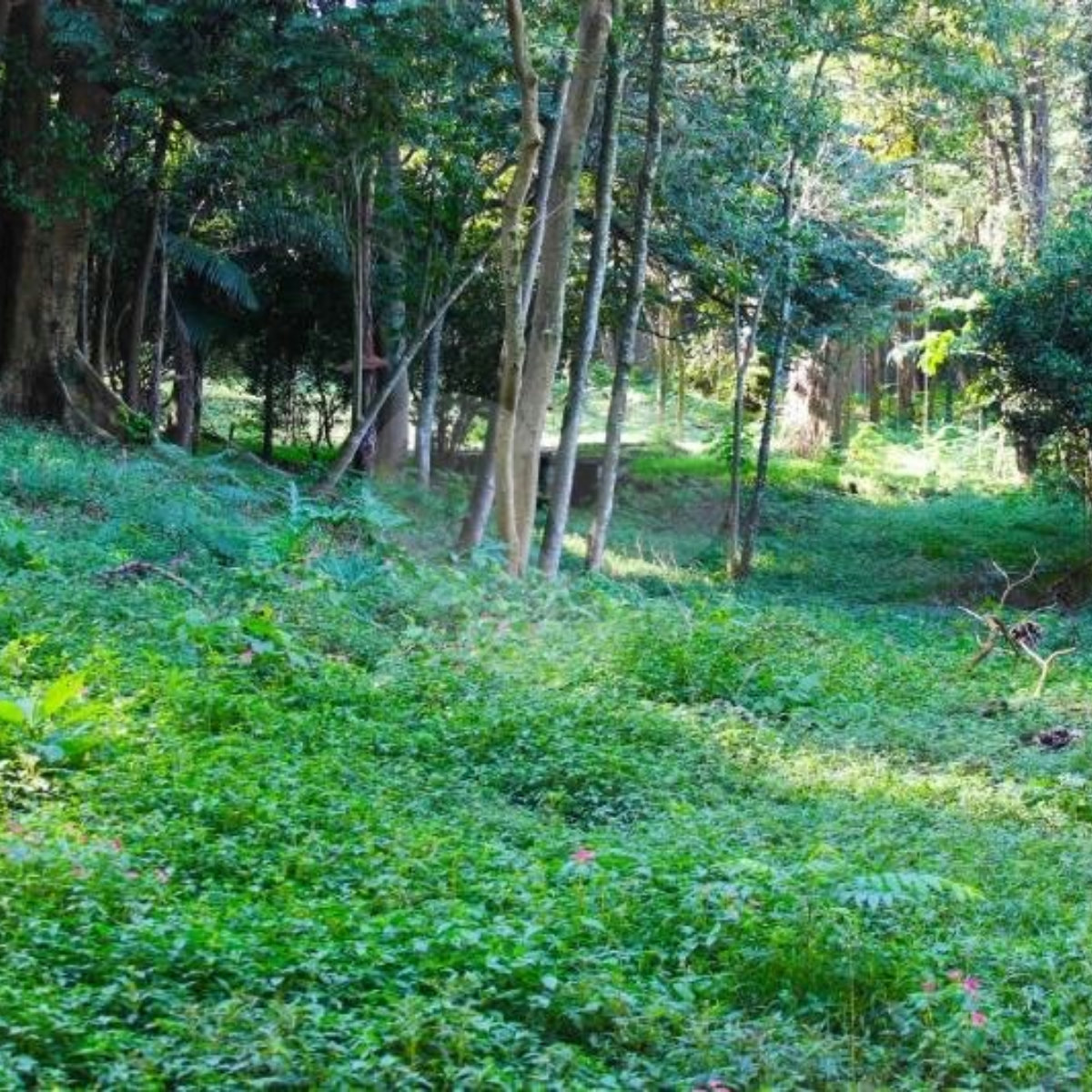 Terreno à venda no condomínio Chácara Flora, São Paulo - SP