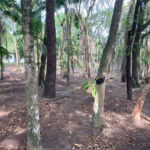 Terreno em condomínio à venda em City Castello, Itu, SP