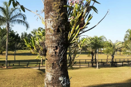 Rancho com 12 dormitórios à venda, 63000 m² por R$ 7.500.000,00 - Condomínio Haras Paineiras - Salto/SP