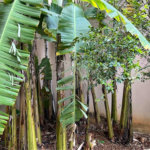 Terreno à venda em Santana, São Paulo, SP