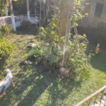 Chácara à venda com 6 quartos, sendo 1 suíte,  no Centro, Biritiba-mirim, SP