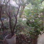 Sobrado à venda com 2 quartos, sendo 1 suíte, em Jardim Iv Centenário, São Paulo, SP