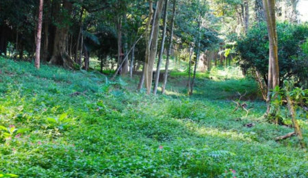 Terreno à venda no condomínio Chácara Flora, São Paulo - SP