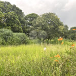 Terreno à venda em Loteamento Terras de São Pedro e São Paulo, Salto, SP