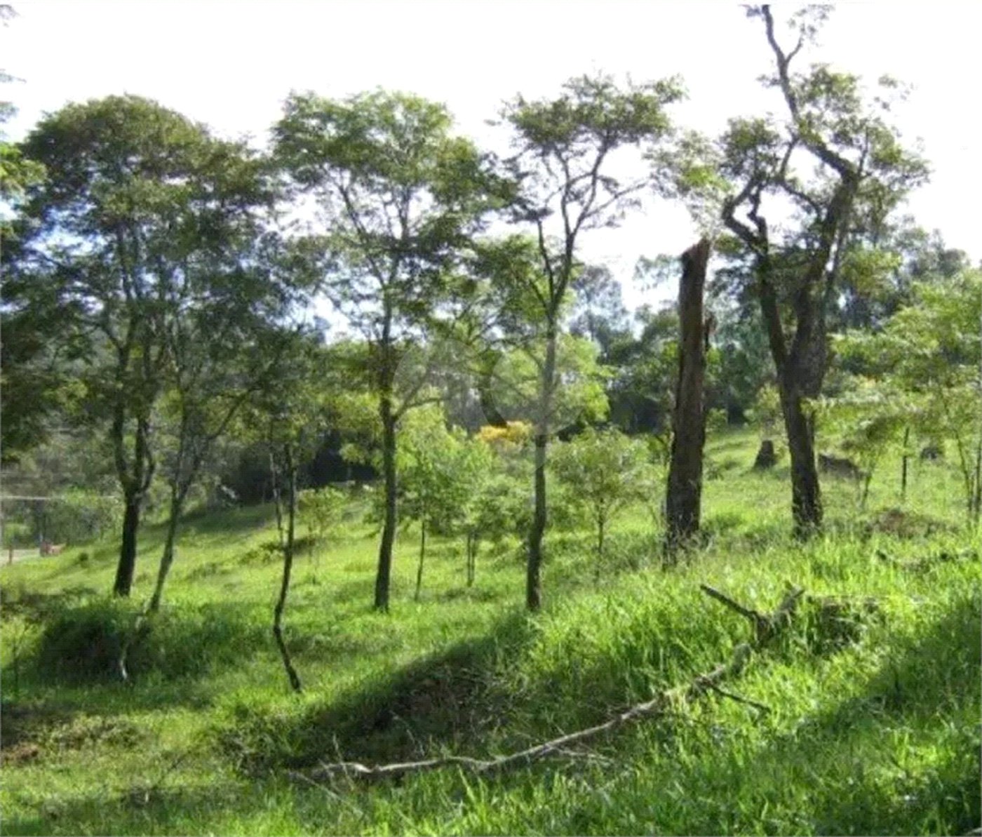 Área de Terra à venda em Alto da Serra (mailasqui), São Roque, SP