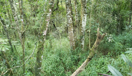 Terreno à venda em Serra da Cantareira, Mairiporã, SP