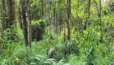 Terreno à venda em Serra da Cantareira, Mairiporã, SP