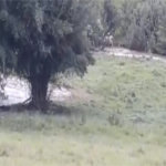 Área de Terra à venda em Área Rural de Monte Mor, Monte Mor, SP