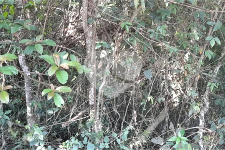 Terreno à venda em Roseira, Mairiporã, SP