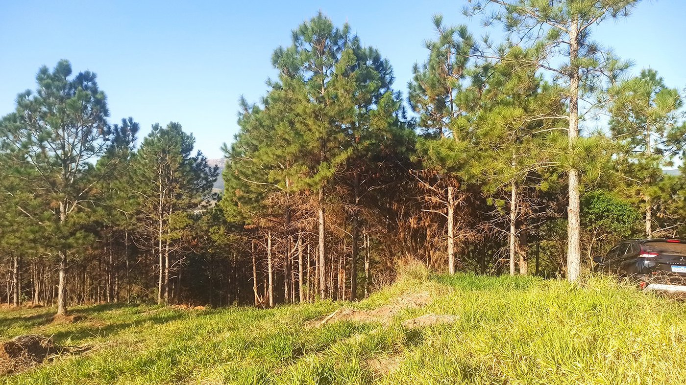 Fazenda Elisa - Fase 3