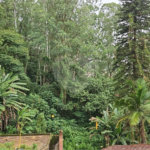Terreno à venda em Vila Albertina, São Paulo, SP