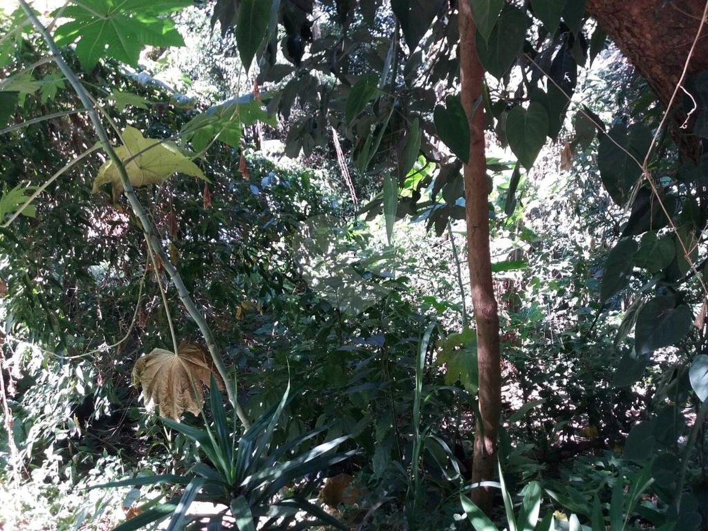 Terreno à venda em Tremembé, São Paulo, SP
