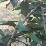 Terreno à venda em Jardim São João (zona Norte), São Paulo, SP