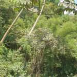 Chácara à venda com 2 quartos em Serra da Cantareira, Mairiporã, SP