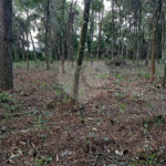 Terreno à venda em Serra da Cantareira, Mairiporã, SP