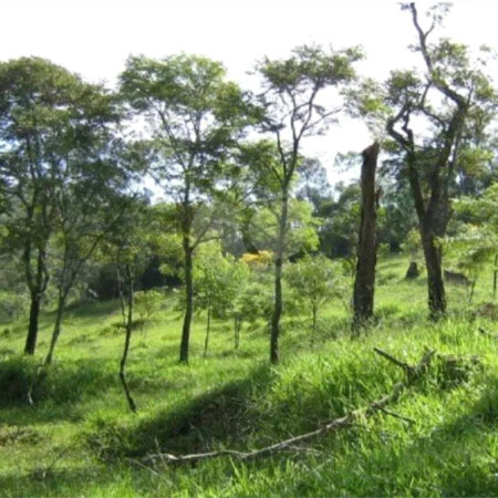 Área de Terra à venda em Alto da Serra (mailasqui), São Roque, SP