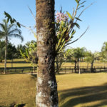 Rancho com 12 dormitórios à venda, 63000 m² por R$ 7.500.000,00 - Condomínio Haras Paineiras - Salto/SP