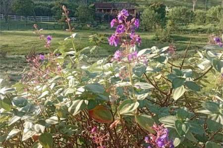 Sítio à venda com 2 quartos em Área Rural de Lagoinha, Lagoinha, SP
