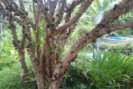 Terreno à venda com 6 quartos no condomínio Quinta dos Lagos, Cotia - SP