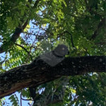 Terreno à venda no condomínio Parque dos Resedás, Itupeva - SP