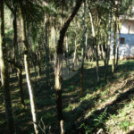 Casa à venda com 4 suítes em Serra da Cantareira, Mairiporã, SP