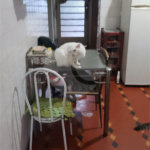 Casa à venda com 4 quartos em Jardim Aricanduva, São Paulo, SP