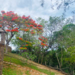 Casa à venda com 7 suítes em Albatroz, Armação dos Búzios, RJ