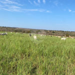 Fazenda à venda com 2 quartos em Canabrava, João Pinheiro, MG