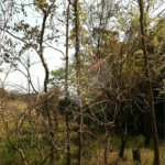 Terreno à venda com 3 quartos em Chácara Malota, Jundiaí, SP
