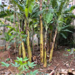 Terreno à venda em Santana, São Paulo, SP