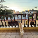 Sobrado à venda com 3 suítes em Barro Branco (zona Norte), São Paulo, SP