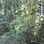 Condomínio à venda em Serra da Cantareira, Mairiporã, SP