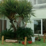 Casa à venda com 4 quartos, sendo 2 suítes, em Pinhal, Jarinu, SP