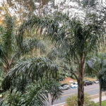Apartamento à venda com 4 suítes em Vila Suzana, São Paulo, SP