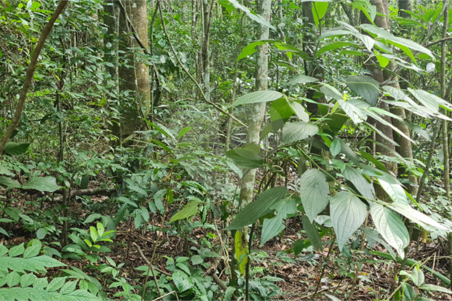 Terreno à venda em Caraguatá, Mairiporã, SP