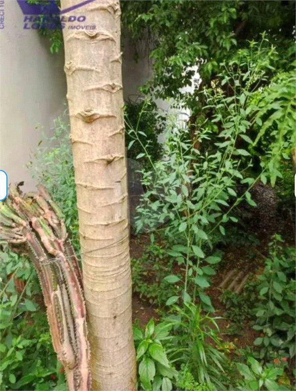 Terreno à venda com 3 quartos em Tucuruvi, São Paulo, SP