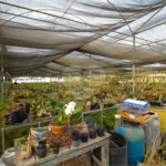 Terreno à venda com 1 quarto em Jardim Camargo (canguera), São Roque, SP