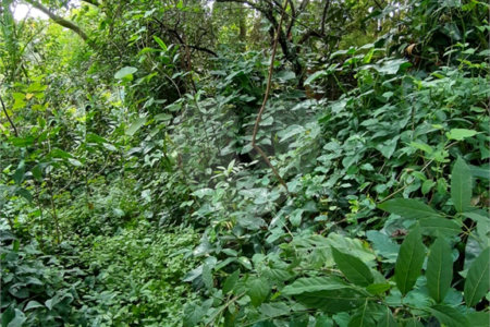 Terreno à venda em Vila Irmãos Arnoni, São Paulo, SP