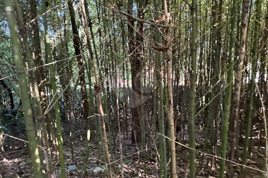 Terreno à venda em Serra da Cantareira, Mairiporã, SP