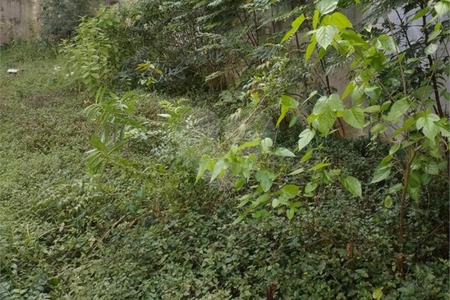 Terreno à venda em Vila Nova Cachoeirinha, São Paulo, SP