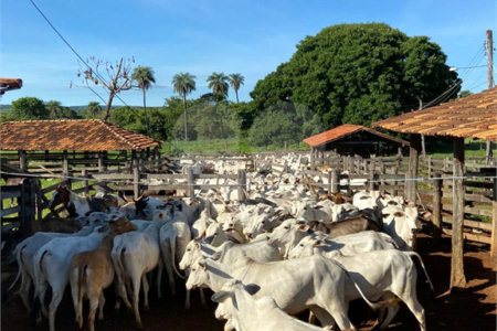 Fazenda à venda com 2 quartos em Canabrava, João Pinheiro, MG