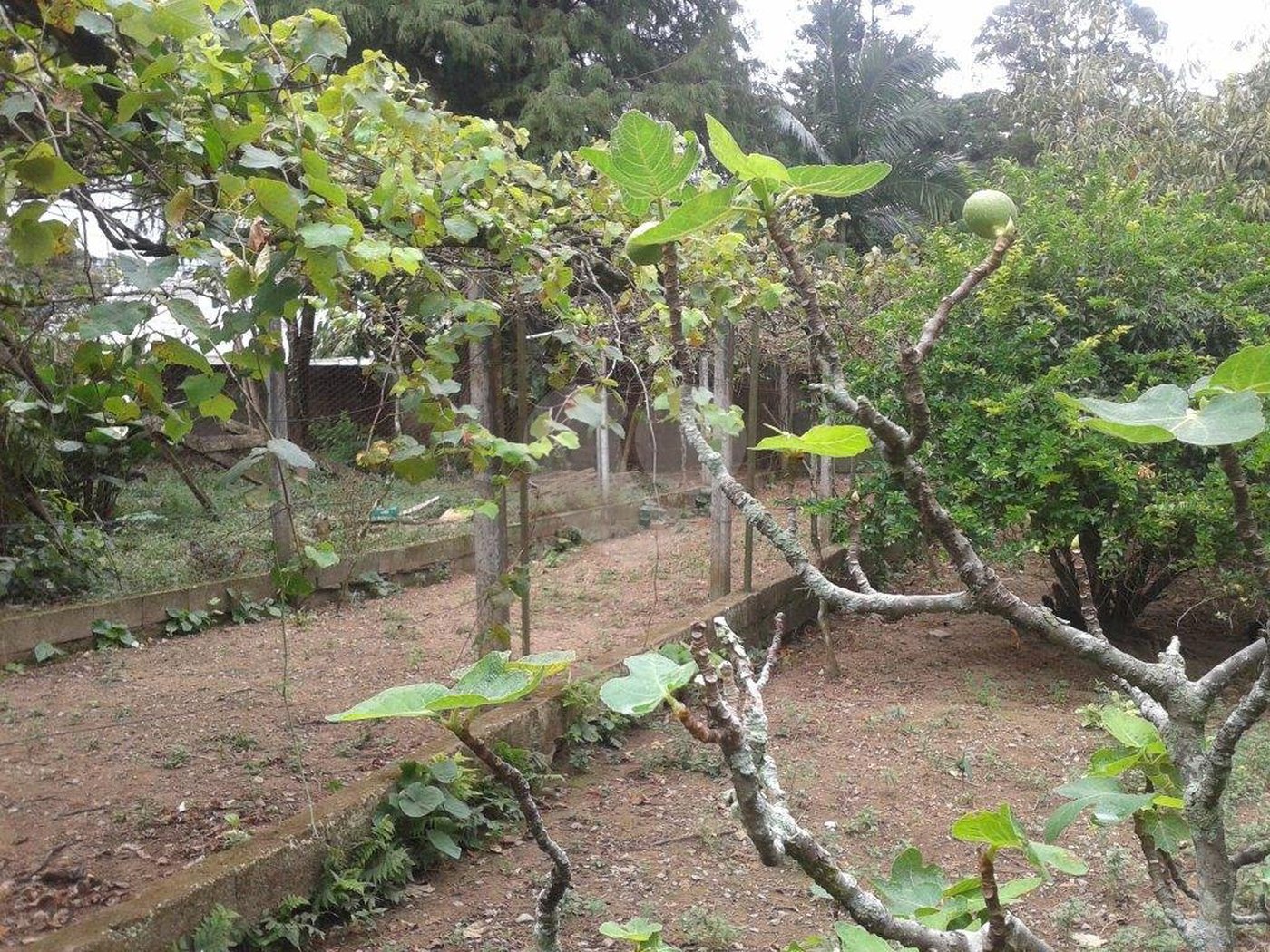 Terreno à venda em Horto Florestal, São Paulo, SP
