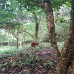 Terreno à venda no condomínio Associação Reserva das Hortênsias, Mairiporã - SP