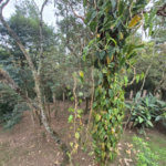 Sobrado para alugar com 4 suítes em Serra da Cantareira, Mairiporã, SP