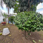 Apartamento à venda ou para alugar com 3 quartos, sendo 1 suíte, em Vila Maria, São Paulo, SP