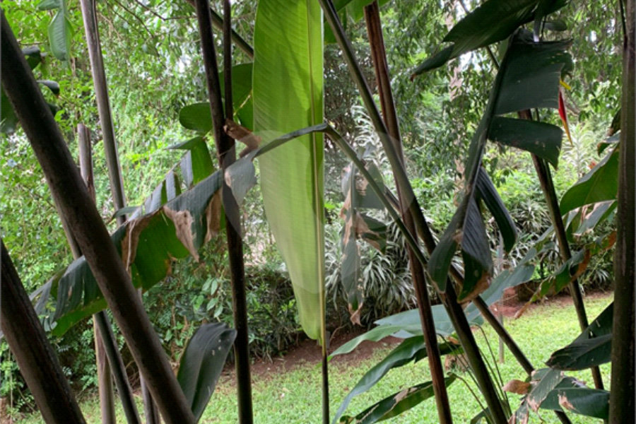 Sobrado à venda com 4 suítes em Tremembé, São Paulo, SP